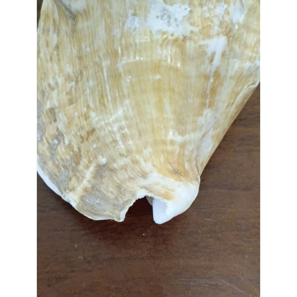 Conch Shells, Set Of 2 - Picture 10 of 10